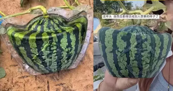 江蘇農戶培育造型獨特「金元寶西瓜」 上市即被搶購一空