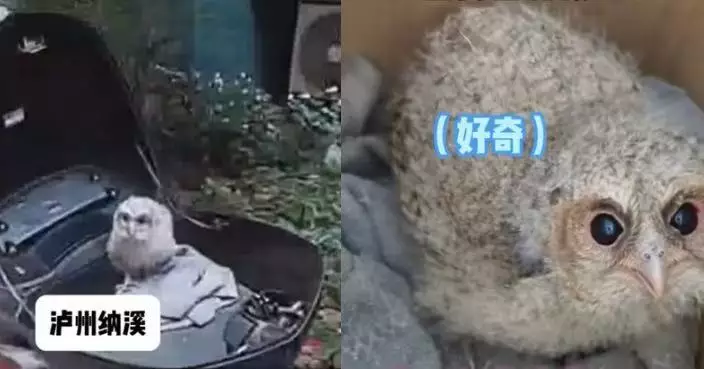 大眼野生雛鳥落單無法飛行 四川民警帶回派出所看護揭是二級保護貓頭鷹