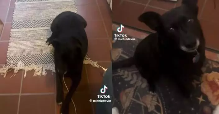 愛犬路邊聽到西班牙文即豎耳狂搖尾 美飼主好奇測試驚覺收編到「雙語汪」