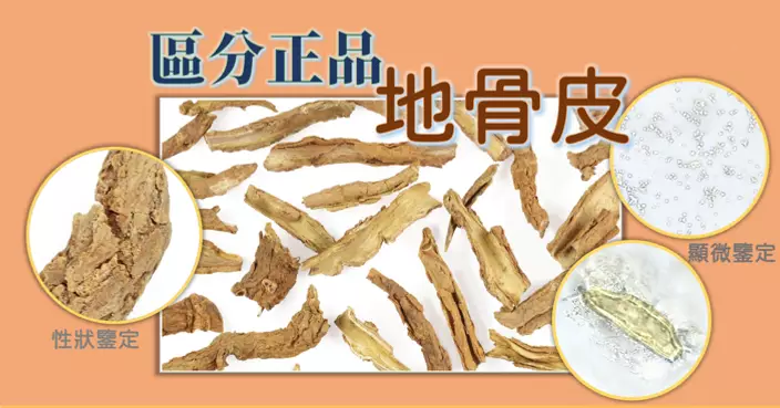 區分正品地骨皮與混淆品