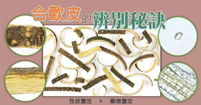 合歡皮的辨別秘訣