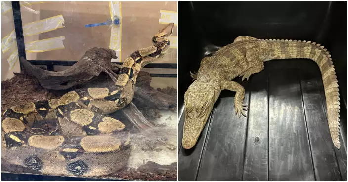 警深水埗住宅檢63隻動物  30隻屬瀕危物種　35歲女稱作教育用途被捕