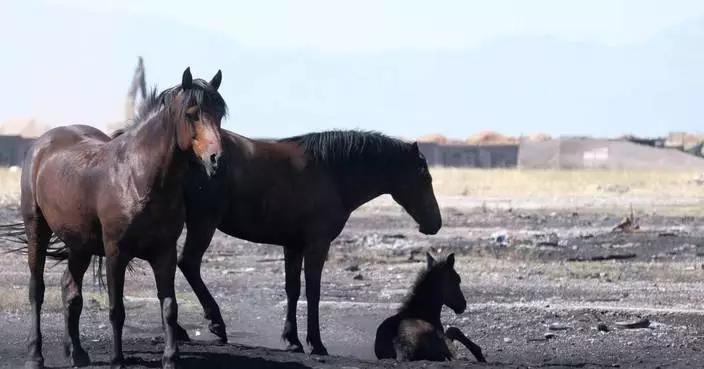 蒙特內哥羅動物權益組織憂慮熱浪下馬匹安危