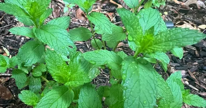 自家花園種植花草茶 享受芳香紓壓時刻
