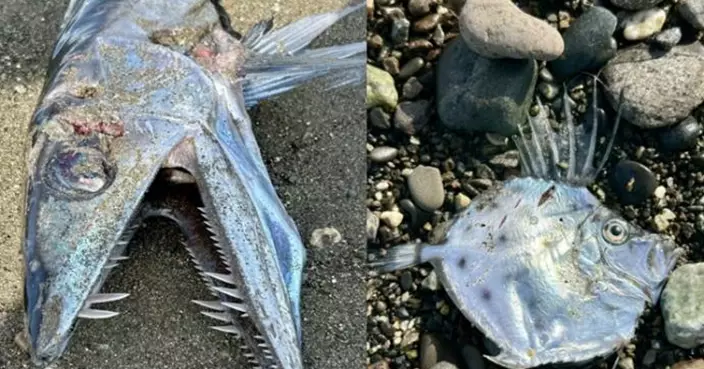 日本靜岡驚現蛇形怪魚！尖牙利鰭嚇壞網民：似遊戲水中怪獸