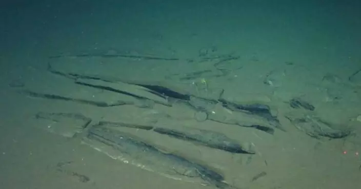 印度洋深海發現巨大鯨魚墓地 最遠古遺骸可追溯至530萬年前