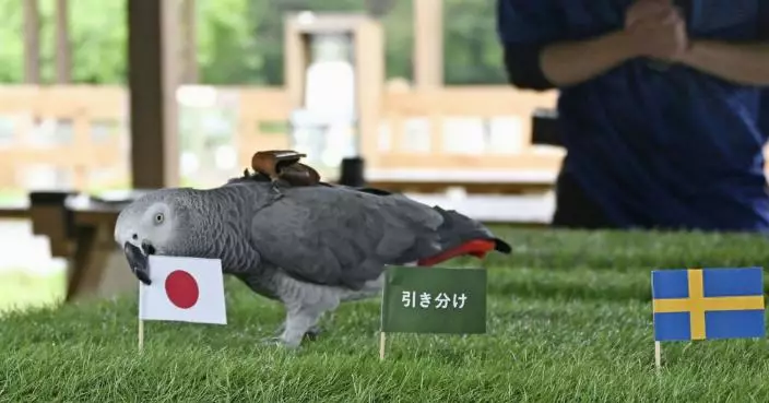 日本動物園「神算鸚鵡」預測世界盃賽果：日本小組賽全勝