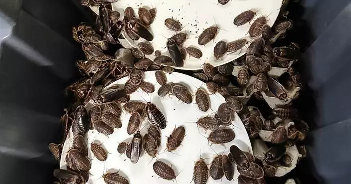 澳洲充公超十萬隻非法蟑螂 歷來最大宗外來無脊椎動物案