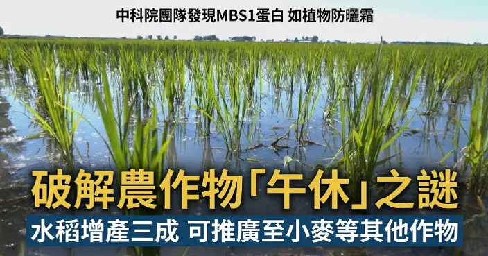 中國科學家解決農作物「午休」問題 有望大幅提升全球糧食產量