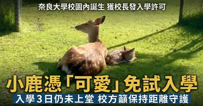 奈良大學招收最年幼「新生」 小鹿憑「可愛」特長免試入學