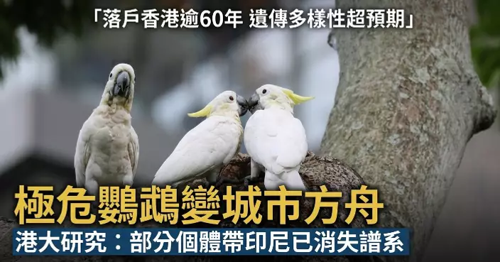港大研究揭示香港成極危鸚鵡「城市方舟」