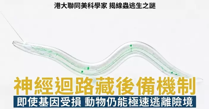 港大團隊揭示線蟲「逃命反應」備胎機制 證神經迴路設有多重後備系統
