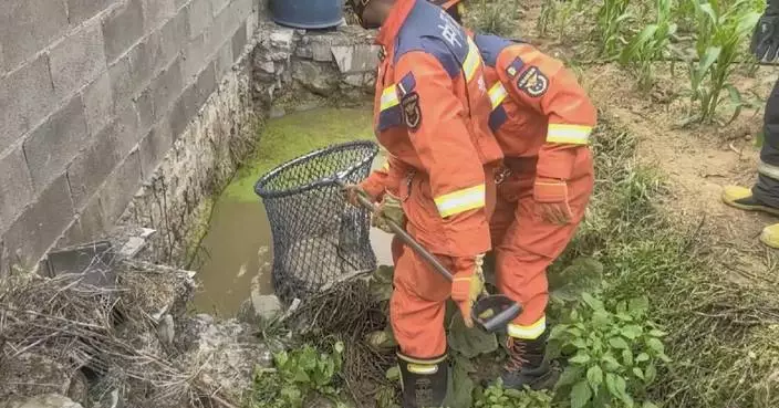 貴州養殖鱷魚逃脫農場水塘 消防員成功捕獲送往中心暫養