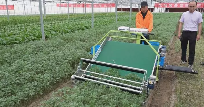 中國首次全電動農機蔬菜種植實地測試