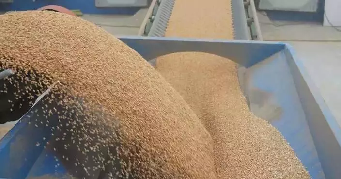 中國夏季糧食收購超三千萬噸 智能設備助加快處理