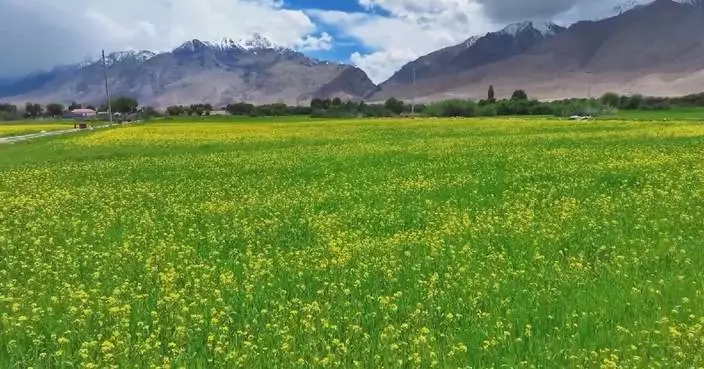 新疆帕米爾高原油菜花盛開 黃綠交織美景