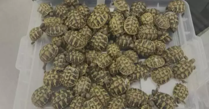 深圳海關在口岸截獲64隻走私陸龜