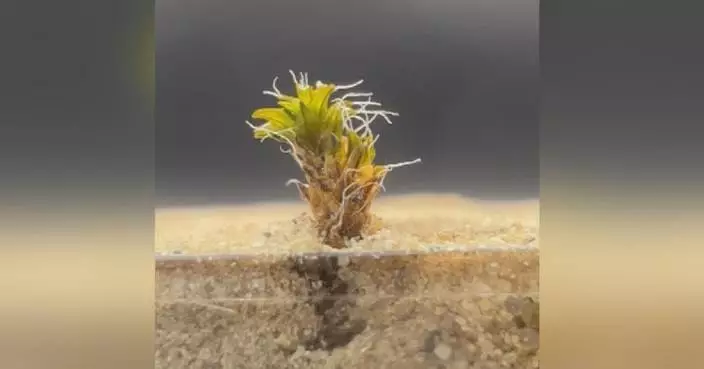 輕舟試驗飛船完成多項太空醫療與生物培養試驗