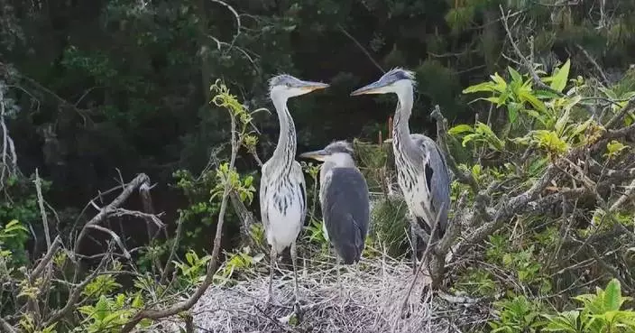 雲南鷺鳥結伴湊B 悠然嬉戲