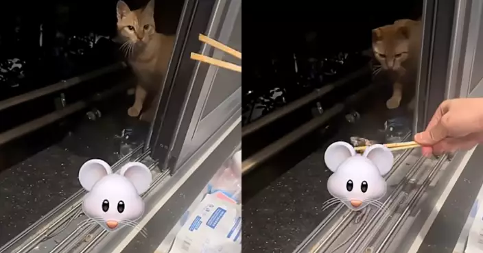 橘貓捕鼠答謝飼主卻遭當場丟棄 心碎表情笑翻全網