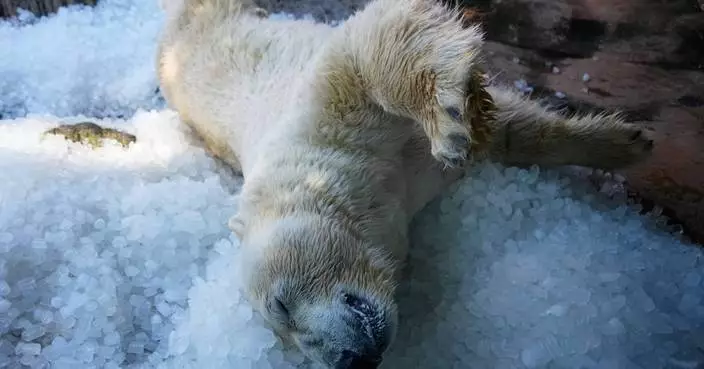 布拉格動物園為北極熊提供冰塊消暑 應對歐洲熱浪