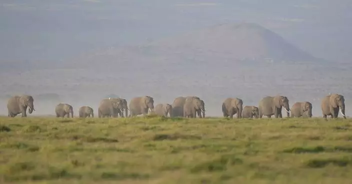 肯尼亞15頭大象疑食農場番茄中毒亡 野生動物部門：驗出氰化物