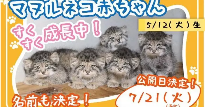 世界最古老貓咪！神戶動物王國5兔猻BB健康長大 7月21日首公開亮相