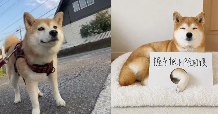 日本柴犬Momo燦笑伸腳「握手回血」　百萬社畜秒被融化