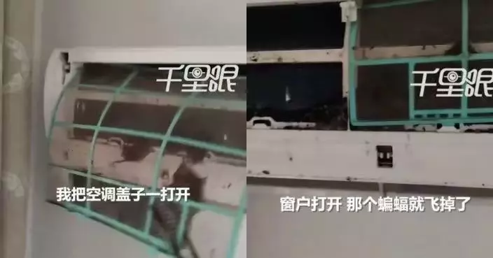 誤以為係老鼠！浙江師傅洗冷氣機拆蓋驚見逾10隻蝙蝠藏身其中嚇窒