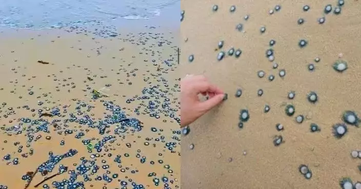 深圳大梅沙沙灘驚現大量銀幣水母 管理方：具一定毒性切勿觸碰