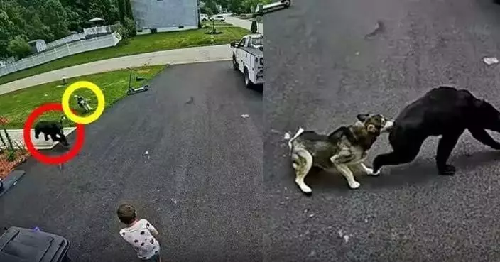 目擊黑熊逼近6歲小主人 英勇哈士奇混種犬挺身護主成功逼退巨獸