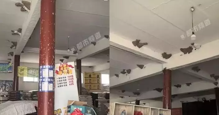 開倉庫補貨見大量燕子飛行 山西男發現天花板築逾180個燕巢大感驚訝