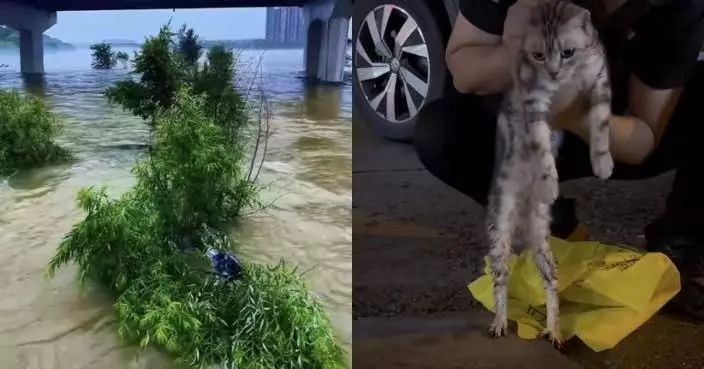 松花江洪水急升 虎斑貓受困江面中央樹枝2日 獲市民出動無人機3度施救脫險