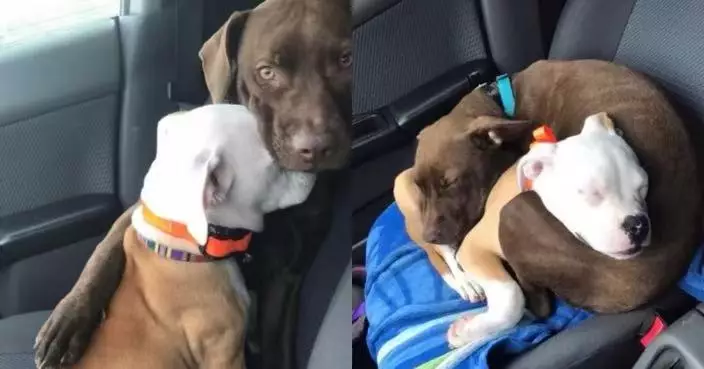 一搭車即緊張發抖 比特犬獲同伴伸前腳緊抱安慰陪伴入睡 溫馨畫面曝光！