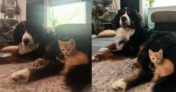 公園撿回流浪橘貓 伯恩山犬悉心守護終獲飼主同意收養 短暫幸福後卻傳噩耗