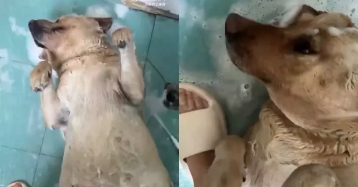 愛犬沖涼時突「一動不動」 主人以為出事嚇壞狂喊 見牠醒來露無辜神情超無奈