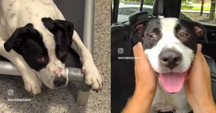 目送幼犬全數獲領養 狗媽獨留收容所獲網紅帶出玩一天終覓新家
