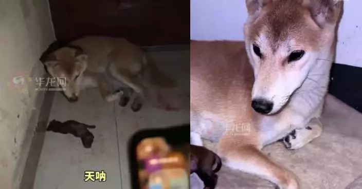 深夜返家聞血腥味 浙江女見流浪母狗登10樓產子終暖心收養：這就是緣分