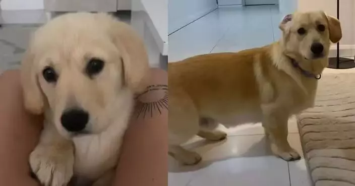 以為養黃金獵犬 女飼主見寵物犬長大竟變「短腿長身」感疑惑