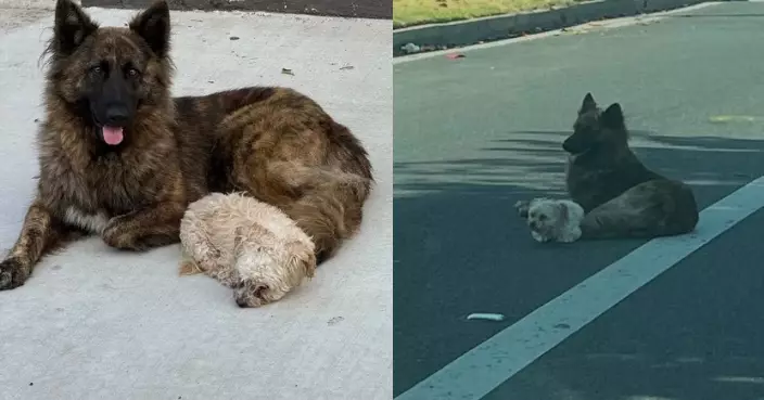 小白狗蜷縮馬路中央獲牧羊犬寸步不離守護嚇退陌生人 真身曝光