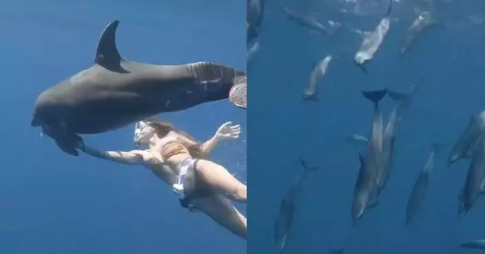 受傷海豚徘徊船邊求助 美國女挺孕肚落水移除兩條吸盤魚助脫困