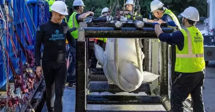 加拿大倒閉海洋樂園30條白鯨獲跨國救援 首批6條空運美國避過安樂死