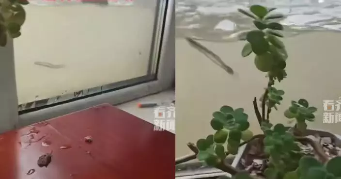 瀋陽暴雨淹沒庭院 男子隔落地玻璃看小魚門口暢泳如置身「水族館」