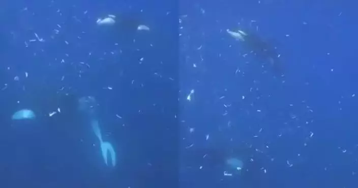 虎鯨高速猛撞翻車魚致瞬間「爆成碎片」 科學家曝罕見行為或單純覺得好玩