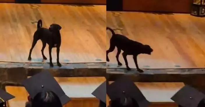 墨西哥某大學校犬突登畢業禮講台「致辭」 數秒吠叫換來全場掌聲 溫馨畫面曝光