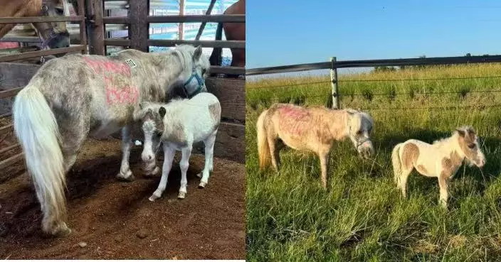 送別愛駒後參加拍賣會 美國女見瘦弱母馬寸步不離守幼駒身旁心痛競投相救