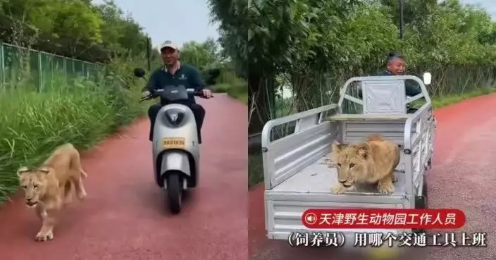 天津非洲幼獅每日坐電單車往返展區走紅 園方：與飼養員早有默契