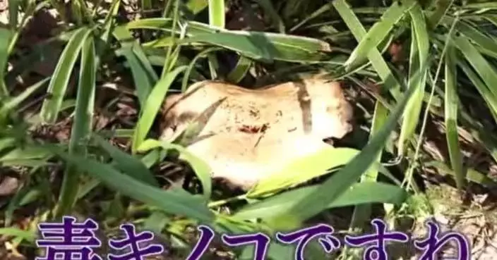 大阪公園現大量毒菇「綠褶菇」 誤食恐腹瀉嘔吐 學界研發毒素抗癌藥