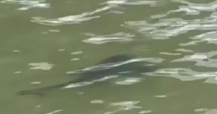 日本沖繩熱門海灘多次發現鯊魚蹤影一度封閉 專家評估威脅較低後重新開放