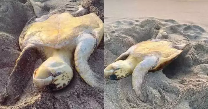 沙灘晨跑遇巨型海龜四腳朝天受困 美國女急召丈夫到場助翻身重返大海